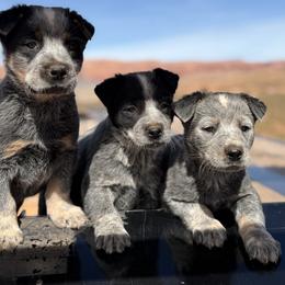 Australian Cattle Dog Puppies from West Valley Heelers