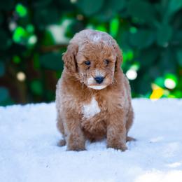 Buzz - Apricot male Poodle puppy in Fort Myers, Florida from Blossom Paws