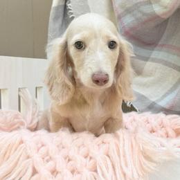 Ally Girl - Cream female Dachshund puppy in Decatur, Mississippi from KP Dachshunds