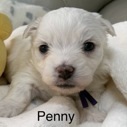 Penny - White female Coton de Tulear puppy in Ludington, Michigan from Cotten's Sunset Kennels