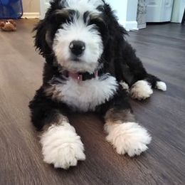 Bernedoodles from Kingdom Pups