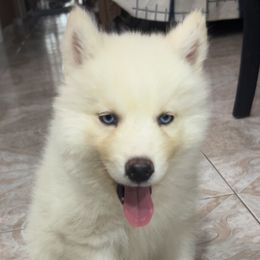Boy 1 - male Siberian Husky puppy in Mountain House, California from Limitless Huskies