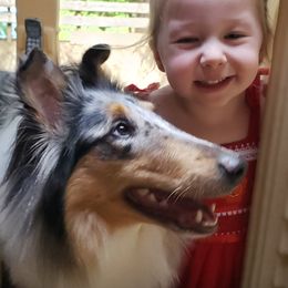 Collies from Grace Mountain Collies