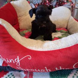 Candy - Black female Miniature Schnauzer puppy in Gonzales, Louisiana from Majestic Marvels Schnauzers