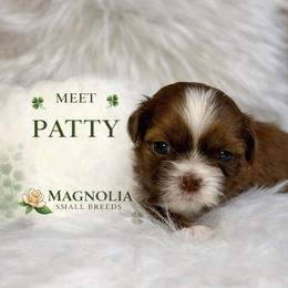 Patty - Red and white male Shih Tzu puppy in Statesboro, Georgia from Magnolia Small Breeds
