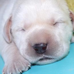 Dallas - Yellow male Labrador Retriever puppy in Camden, Indiana from Prebleridge Acres