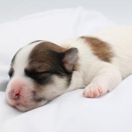 Stitch - Gold sable male Havanese puppy in Hendersonville, North Carolina from Grayfinn House