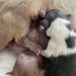 Pomeranian Puppies from Puppy Zen Den