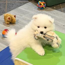 American Eskimo Dog puppies from Highland American Eskimo Dogs