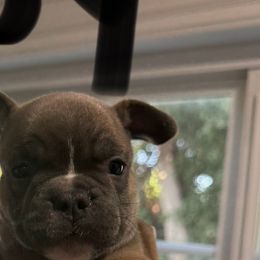 French Bulldogs from West Coast Bullies & Frenchies