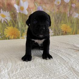 Winter- Black female - Black female Cane Corso puppy in Loogootee, Indiana from Walnut Creek Cane Corso