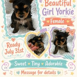 Girl 1 - Black and tan female Yorkshire Terrier puppy in Georgia from Taylor Kennels