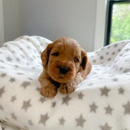 Red boy - Apricot male Australian Labradoodle puppy in Chelsea, Michigan from Michigan Labradoodles