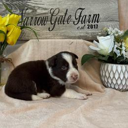Winston - White and red male Border Collie puppy in Moody, Texas from Narrow Gate Farm
