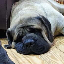 Tric - Mastiff