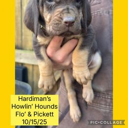 Girl 4 - Liver and tan female Bloodhound puppy in Dillwyn, Virginia from Hardiman’s Howlin’ Hounds