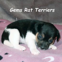 Girl 4 - Black tan and white female Rat Terrier puppy in Shelbyville, Tennessee from Gems Rat Terriers