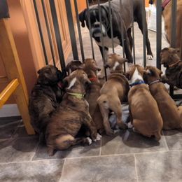 Boxer Puppies from Stillwater Kennel