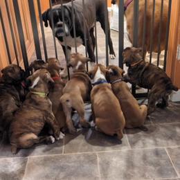 Boxer Puppies from Stillwater Kennel