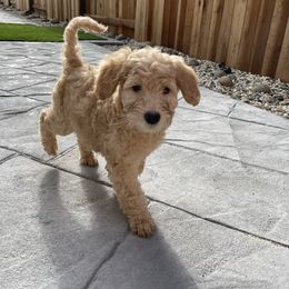 Australian Labradoodle and Goldendoodle Puppies from The Moon Doodles