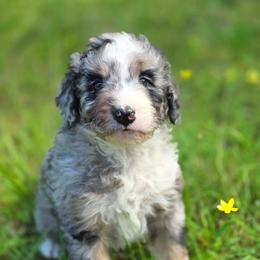 Pepper - Merle male Bernedoodle puppy in Shelton, Washington from NW Bernedoodles of Washington