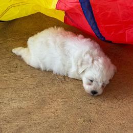Prince Charming - Yellow Boy - White male Miniature Schnauzer puppy in Oneonta, Alabama from Murphree Valley Kennels