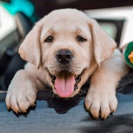 Labrador Retriever Puppies from Texas Finest English Labradors