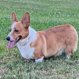 Poppy - Pembroke Welsh Corgi