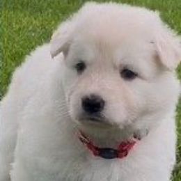 Boy 3 - White male German Shepherd puppy in Valley Springs, South Dakota from Von Pasch German Shepherds