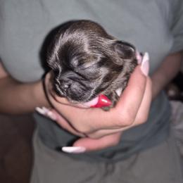 Miss piggy - Red female Shih Tzu puppy in Green Valley Lake, California from All American Shih Tzu Puppies