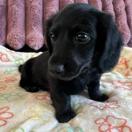 Jasper - Black male Dachshund puppy in Ocala, Florida from Weenie Boops