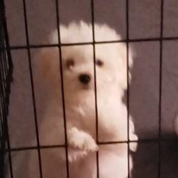 Maltipoo Puppies from Little Cupcakes and Pumkins Maltipoos