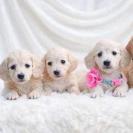 Gunner - Cream male Dachshund puppy in Richmond, Virginia from Irresistible Dachshunds & Cavaliers