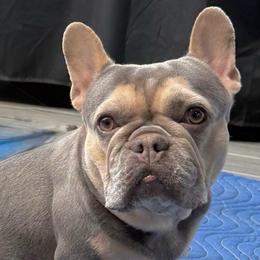 Milli - French Bulldog