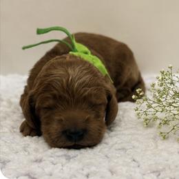 Girl 1 - female Goldendoodle puppy in Waskom, Texas from Pearls & Curls doodles & poodles