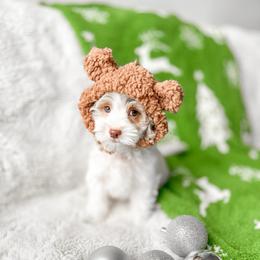Pedro - Parti male Goldendoodle puppy in Springville, Utah from Happy Doodle