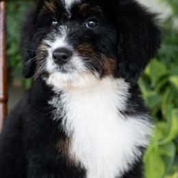 Mariposa - Tri-color female Bernedoodle puppy in Grove, Oklahoma from Grand Lake Poodles & Doodles
