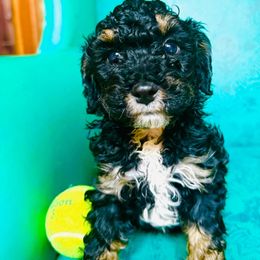 Bento - Black tri-color Aussiedoodle puppy in Watertown, Wisconsin from Little Bear Paws Aussiedoodles