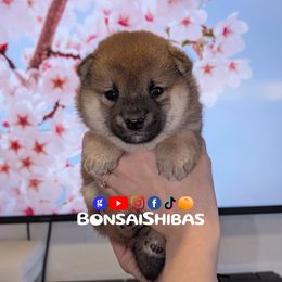 NIMO - Red male Shiba Inu puppy in Minnesota from BonsaiShibas