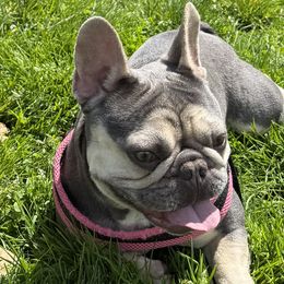 Lola - French Bulldog