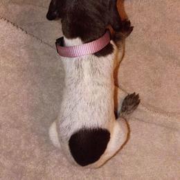 Lite pink - Liver roan female German Shorthaired Pointer puppy in Marble, Florida from Dancin' German Shorthaired Pointer's