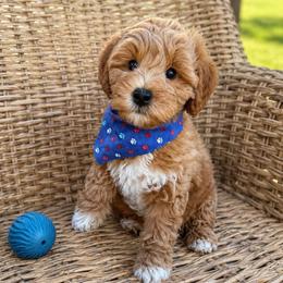Clark - Apricot male Goldendoodle puppy in Portland, Tennessee from Happy_Tails_by_TJ