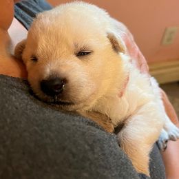 Pink collar girl - White female Berger Blanc Suisse puppy in Millville, New Jersey from Hollybrook White Shepherds
