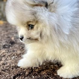 Pomeranian Puppies from TiaZ Poms