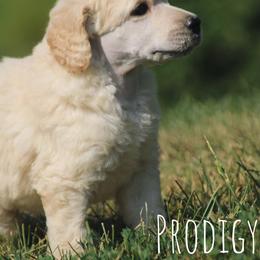 Strudel - Cream male Poodle puppy in Pella, Iowa from Prodigy Farms Therapy Dogs