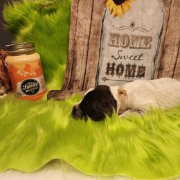 Spirit - Wirehaired Pointing Griffon puppy in Clear Spring, Maryland from Moonshine's Wirehaired Pointing Griffons