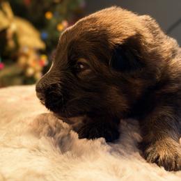 Wilma - Sable female German Shepherd puppy in Kingsley, Michigan from Legacy German Shepherds