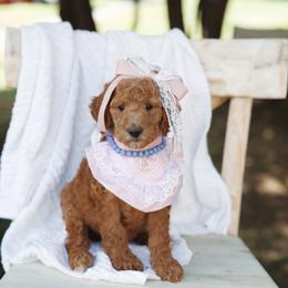 White collar girl - Apricot female Goldendoodle puppy in Spokane, Washington from Beloved_doodles_WA