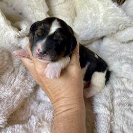 Girl 3 - female Bernedoodle puppy in Superior, Arizona from Mountain Bridge Doodles
