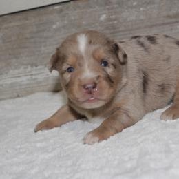 Rachel - Red merle Miniature Australian Shepherd puppy in Paris, Texas from Kuttin’ Up Mini Aussies